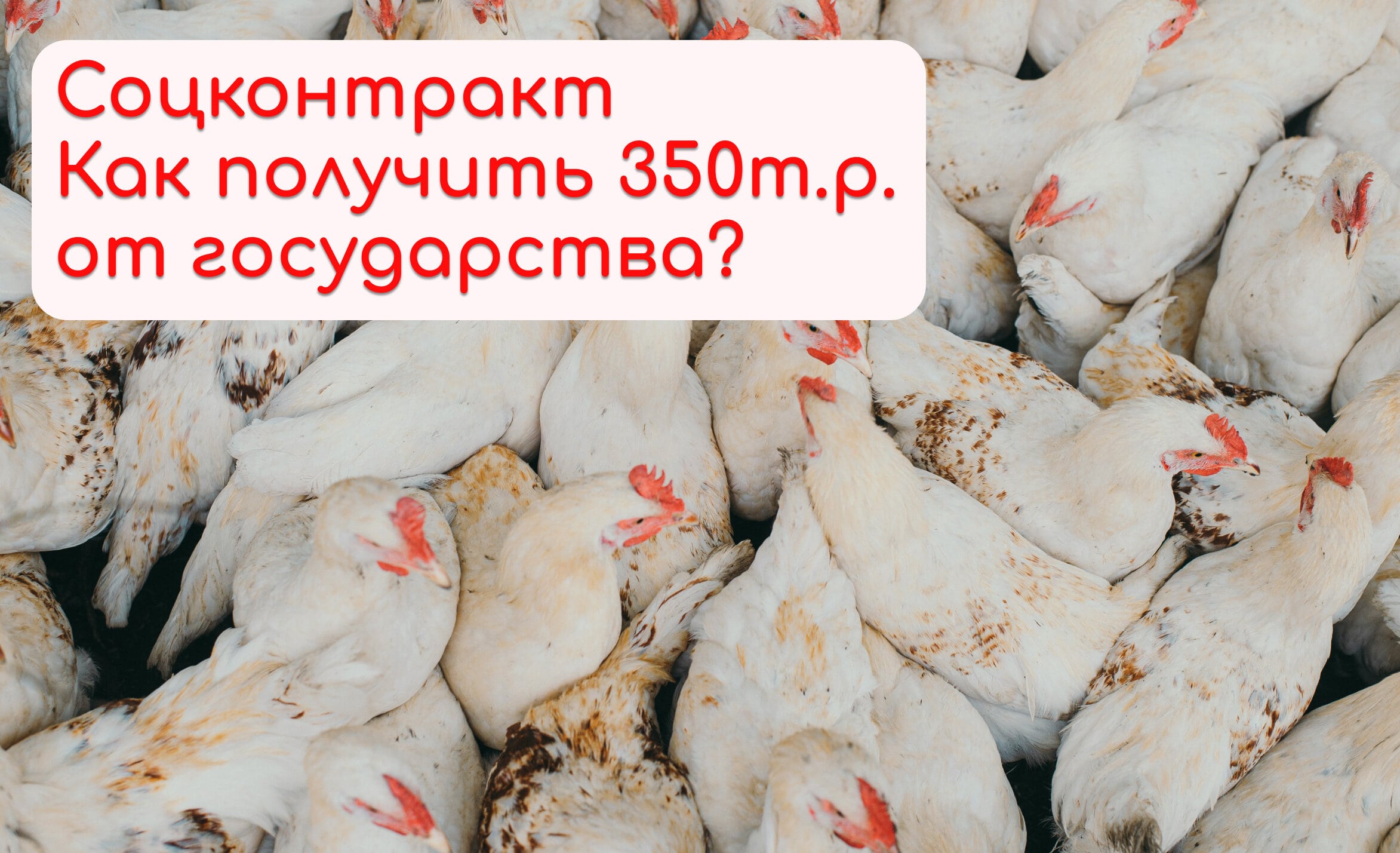 Подробнее о статье Что такое соцконтракт? Как получить соцконтракт?   Как открыть бизнес с помощью соцконтракта?